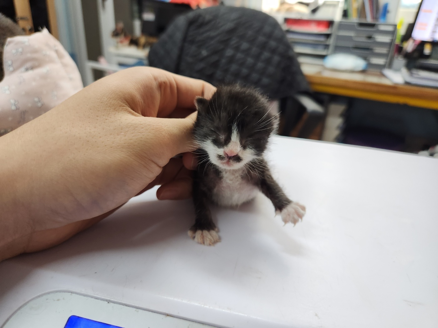 한국 고양이 이미지 파일 입니다.